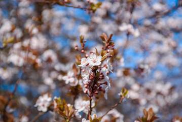 Blooming fruit trees. Blooming cherry flowers close up. spring background.