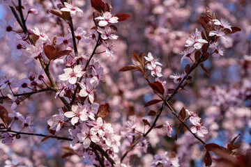 Fototapeta premium close up macro of blossoming sakura cherry blossom in spring