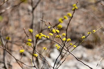 ginger flower botanical nature early spring