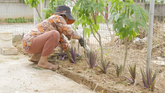 Asian woman planting Boat lily or Moses in cradle plant in the garden.