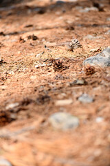 pine cone insect nature outside nest creature brown wild macro