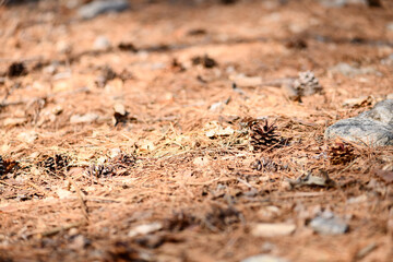 pine cone insect nature outside nest creature brown wild macro