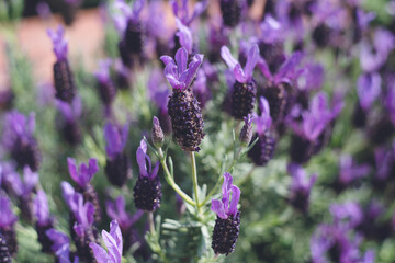 フレンチラベンダーのお花畑 - 春四月の福岡県海の中道海浜公園花桟橋