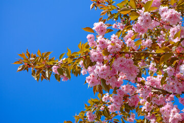Kirschblüte / Japanische Nelkenkirsche / Blütenkirsche (Lat.: Prunus serrulata Kanzan)