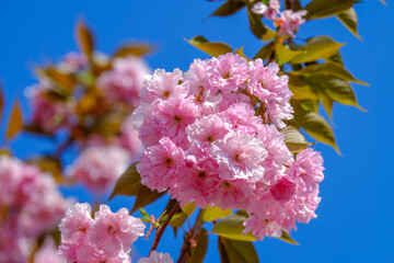Kirschblüte / Japanische Nelkenkirsche / Blütenkirsche (Lat.: Prunus serrulata Kanzan)