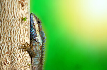 chameleon on tree on blur background,closed up