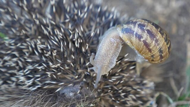 A snail and a hedgehog, which rubs against it, pricks itself against it/Un escargot et un h&eacute;risson, qui s'y frotte, s'y pique