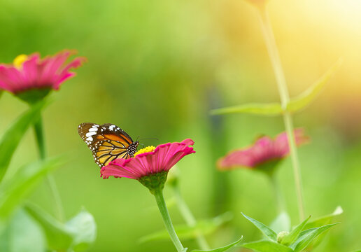 Butterfly on pink petal flower with pollen on stem  on blur background