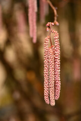 Kwitnąca leszczyna.