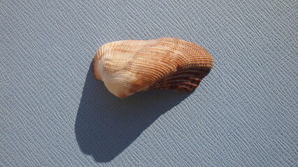 Seashell of bivalve mollusc mossy ark shell or mossy ark (Lamarcka imbricata) on a blue background. Place of find: Atlantic Ocean, Cuba, Varadero