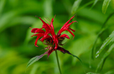 Bee Balm in Abstract
