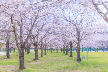 桜の花