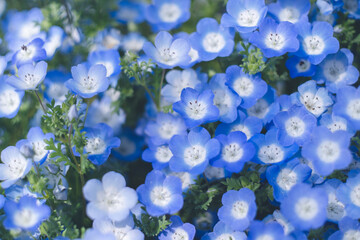 満開のネモフィラ 青い花の海 - 春四月の福岡県海の中道海浜公園花桟橋