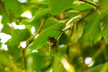 Haselnüsse im Gegenlich zwischen grünen Blättern im Strauch / Baum - Haselnuss und grüne Blätter