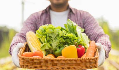 An Asian farmer stands in front of a vegetable garden with a basket full of fresh vegetables. Agriculture until the vegetable harvesting season in the greenhouse © Chanakon