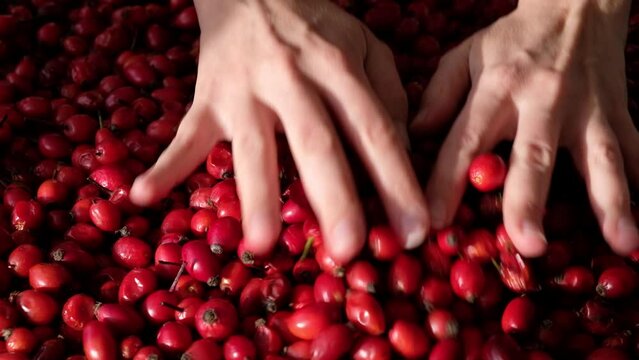Female woman's hands touching the fruit rose hip or rosehip. Empty space for copy paste. Backgrounds and textures. Red vibrant colors. Cinematic. Wild fruits and healthy food. 
