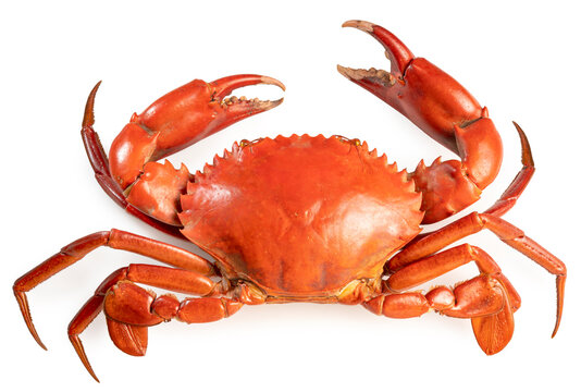 Boiled crab isolated on white background, Scylla serrata or Sea Crab on white With clipping path.