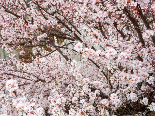 Cherry blossoms in the park in spring