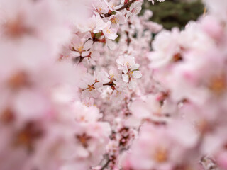 Cherry blossoms in the park in spring