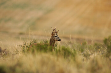 Un corzo macho en el campo