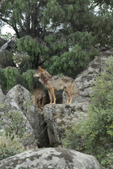 Lobo iberioco en el campo