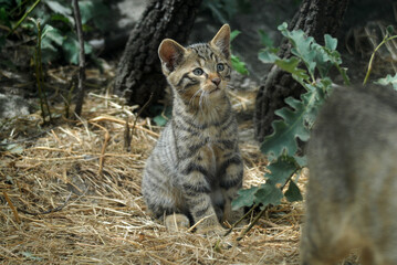 gato montes en el bosque de encinas © Juan Pablo Fuentes S