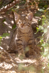 Fototapeta na wymiar gato montes en el bosque de encinas