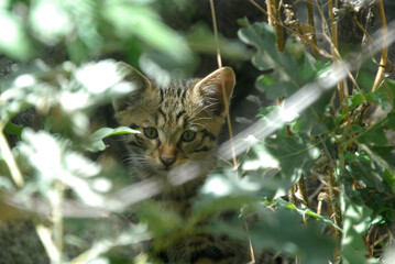 gato montes en el bosque de encinas © Juan Pablo Fuentes S