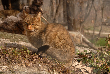 Naklejka na ściany i meble gato montes en el bosque de encinas