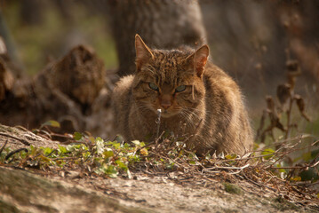 gato montes en el bosque de encinas © Juan Pablo Fuentes S