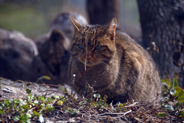 gato montes en el bosque de encinas © Juan Pablo Fuentes S