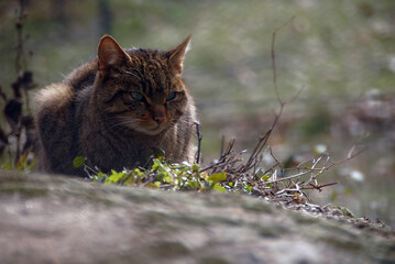 gato montes en el bosque de encinas © Juan Pablo Fuentes S
