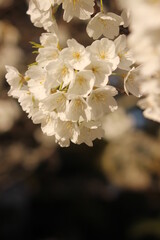 日本のサクラ！萩のみに現存する純白の桜
