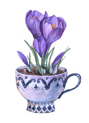 A bouquet of crocuses in a cup. Flowers painted in watercolor. Illustration of spring flowers on a white background.