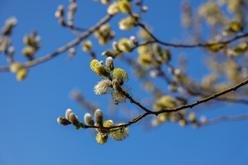 Willow (Salix caprea) branches with buds blossoming in early spring.Salix caprea, known as goat willow, pussy willow or great sallow, is a common species of willow native to Europe.