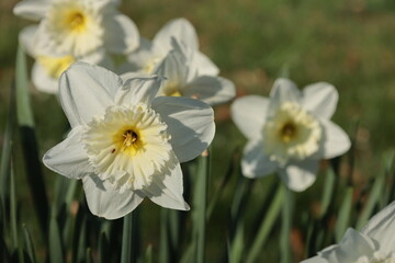 Bonn Germany late March 2022 daffodils in the wild on a beautiful spring afternoon in natural sunlight