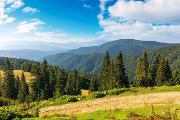 idyllic landscape of carpathian alps with forested hills. mountain valley at sunrise. wonderland scenery beneath s blue sky with fluffy clouds in morning light. summer nature ecosystem background