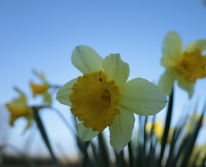 Bonn Germany late March 2022 daffodils in the wild on a beautiful spring afternoon in natural sunlight