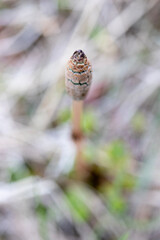 Horsetail