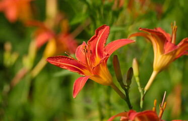 Daylily in a Group