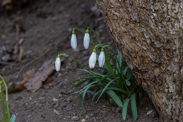 White snowdrop flower, close up. Galanthus blossoms illuminated by the sun in the green blurred background, early spring. Galanthus nivalis bulbous, perennial herbaceous plant in Amaryllidaceae family