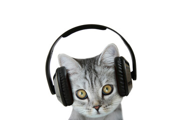 Cat with headphones listening music on isolated white background