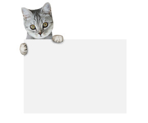 Scottish cat hiding behind the poster. Isolated white background. Kitten holding the poster