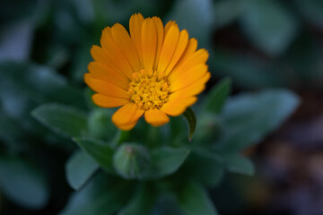 yellow flower in the garden