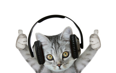 Cat with headphones listening music on isolated white background