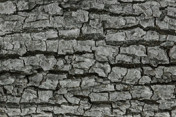 Tree bark abstract natural embossed wood texture nature skin pattern background