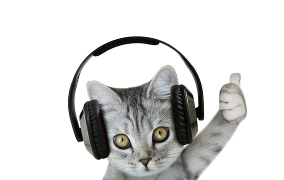 Cat With Headphones Images – Browse 7,537 Stock Photos, Vectors, and Video  | Adobe Stock