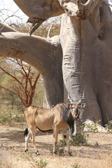 Giant eland (Taurotragus derbianus), also known as Lord Derby eland, savanna antelope in Bandia...