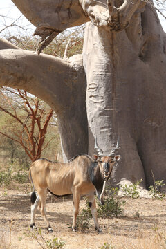 Giant eland (Taurotragus derbianus), also known as Lord Derby eland, savanna antelope in Bandia reserve, Senegal, Africa. African animal. Antelope, giant eland, taurotragus derbianus. Safari in Africa