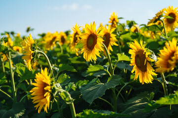 Field of blooming sunflowers. Organic and natural floral background. Agricultural on a sunny day.